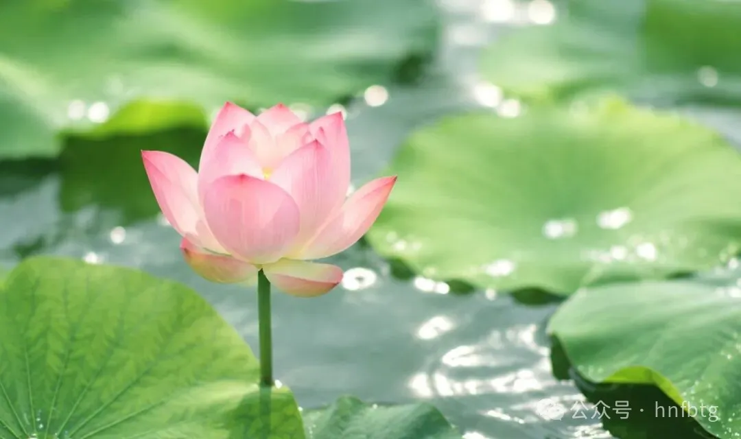 二十四节气|大暑